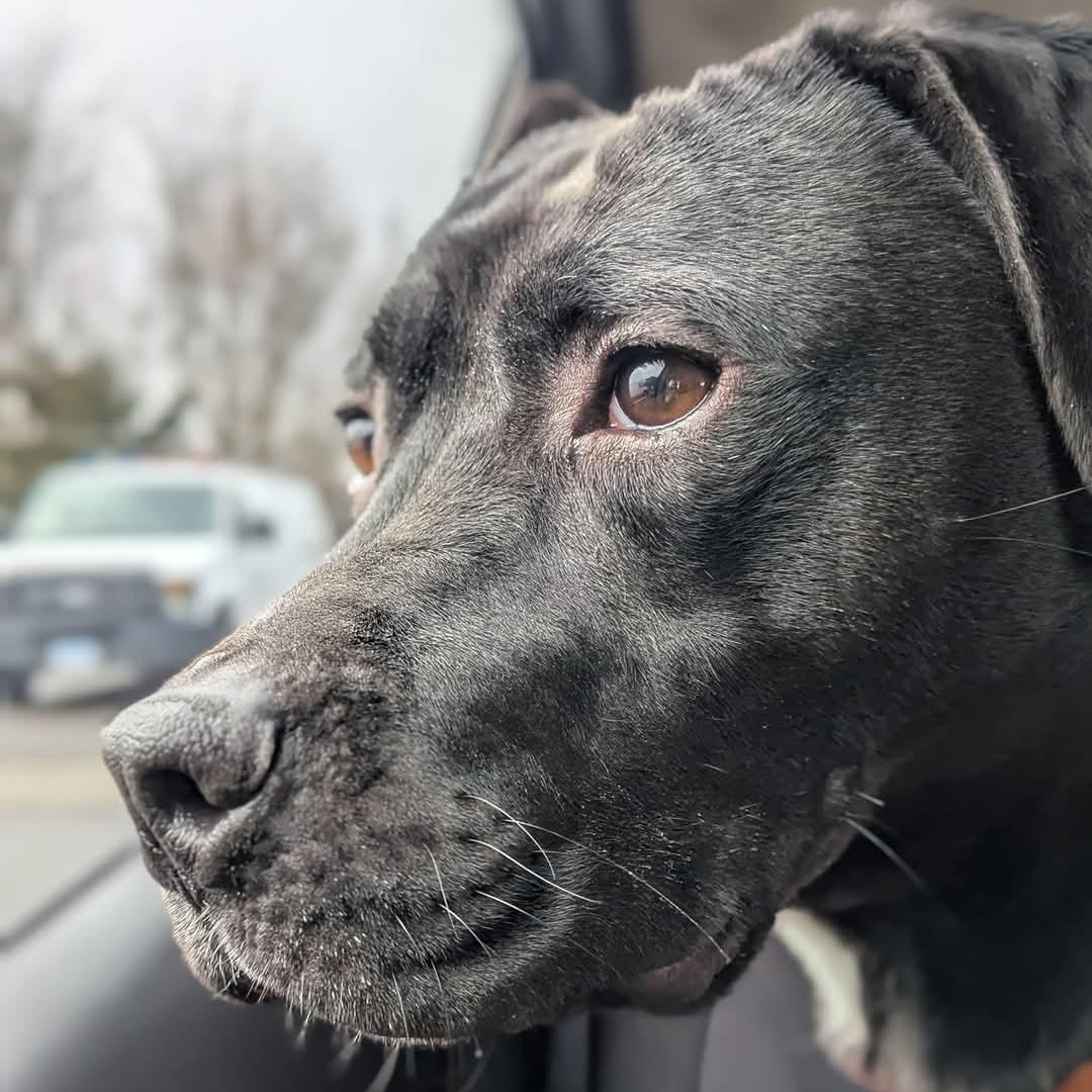 Yeti, a Adoptable mixed breed in Stratford, CT image 2/6