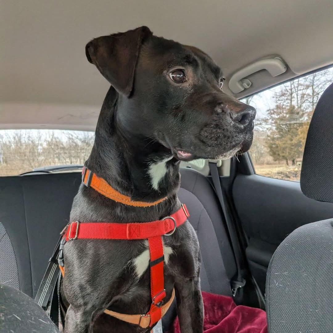 Yeti, a Adoptable mixed breed in Stratford, CT image 3/6