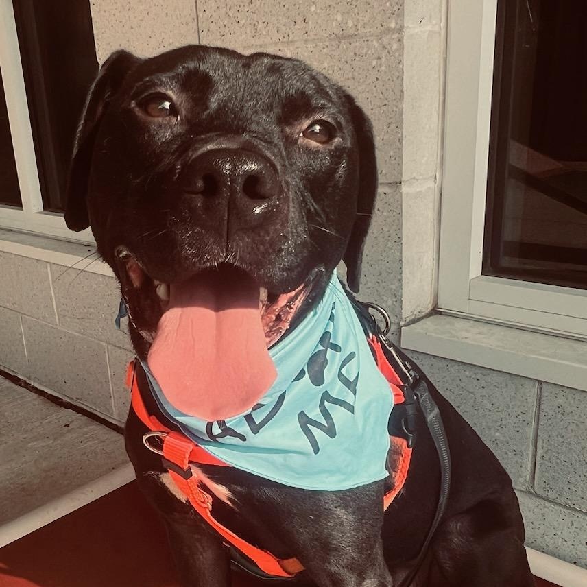 Yeti, a Adoptable mixed breed in Stratford, CT image 4/6