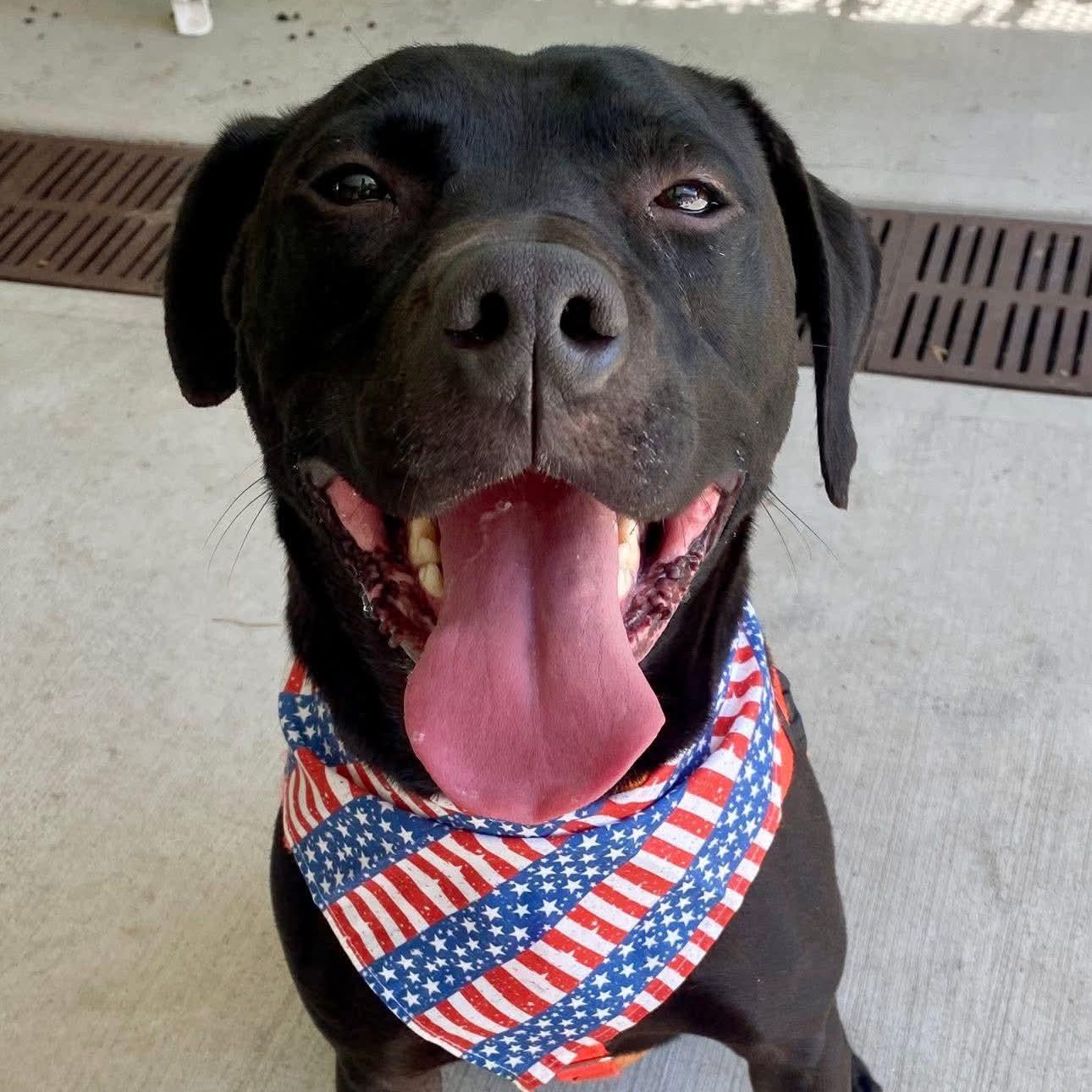Yeti, Adoptable, Adult Male Black Labrador Retriever.