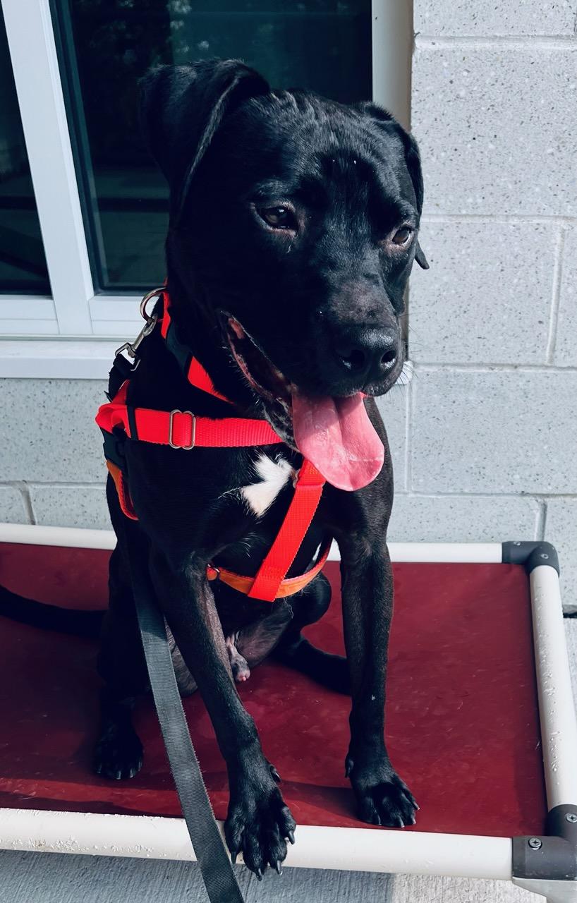 Yeti, a Adoptable mixed breed in Stratford, CT image 5/6