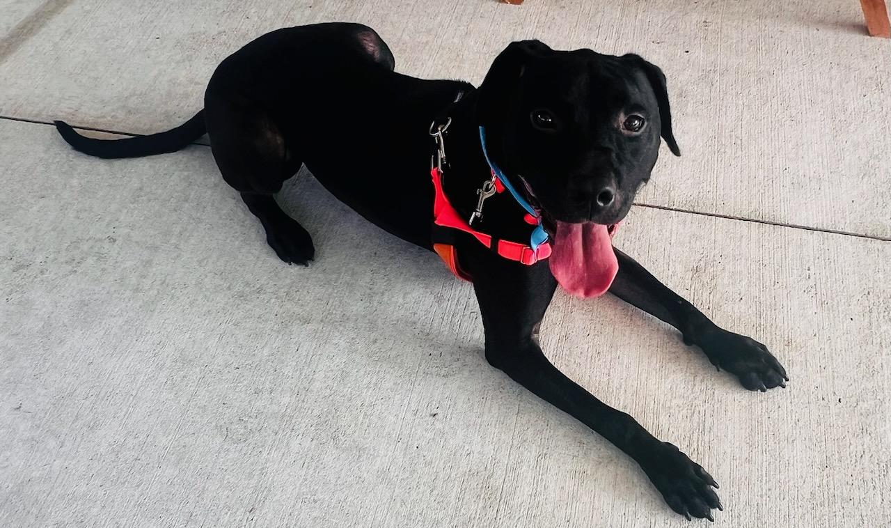 Yeti, a Adoptable mixed breed in Stratford, CT image 6/6