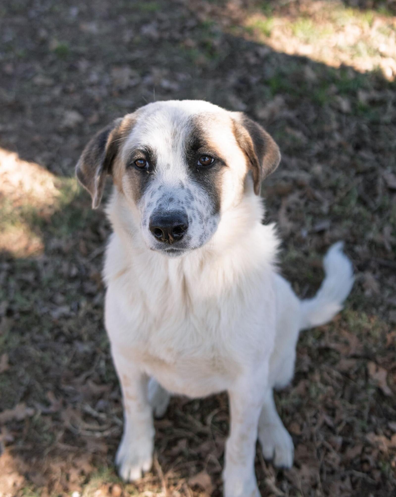 Frosty, Adoptable, Young Male Great Pyrenees.