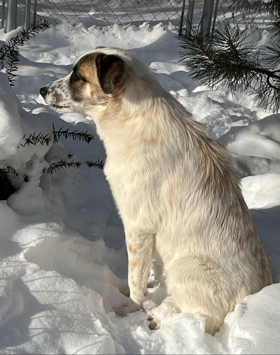 Frosty- Burlington,VT area, a Adoptable Great Pyrenees in Croydon, NH image 1/3