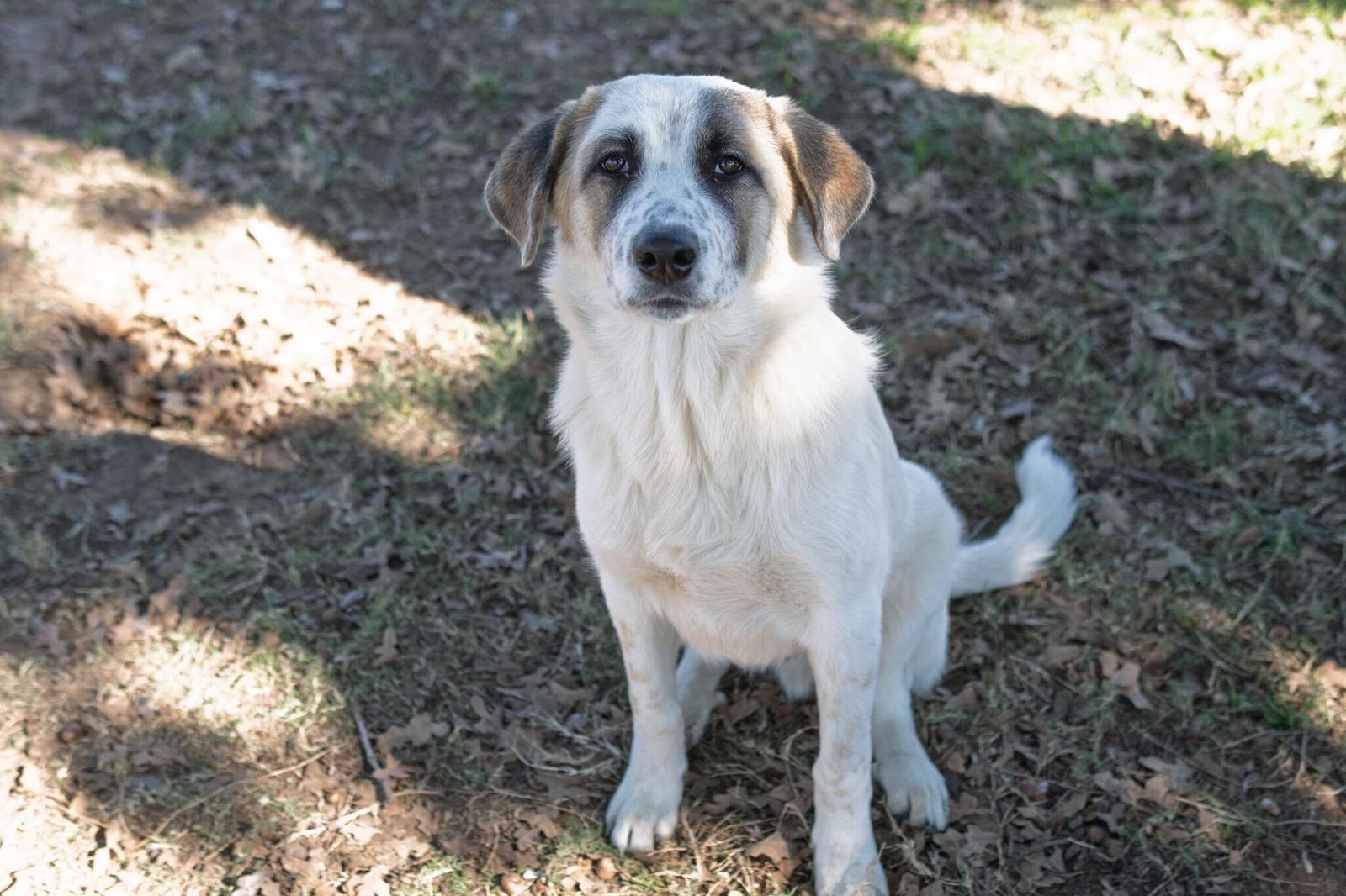 Frosty, a Adoptable Great Pyrenees in Croydon, NH image 2/3