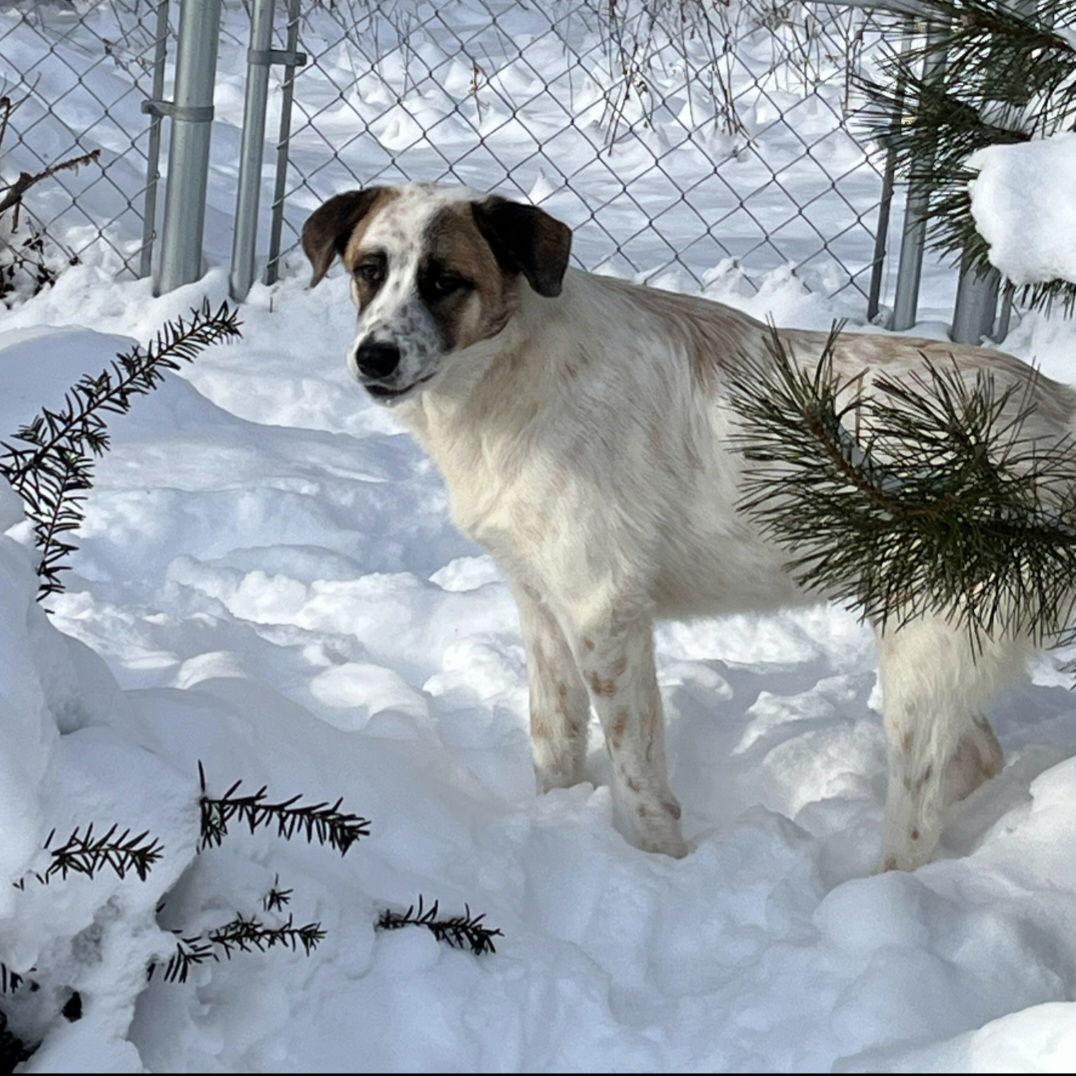 Frosty- Burlington,VT area, a Adoptable Great Pyrenees in Croydon, NH image 2/3