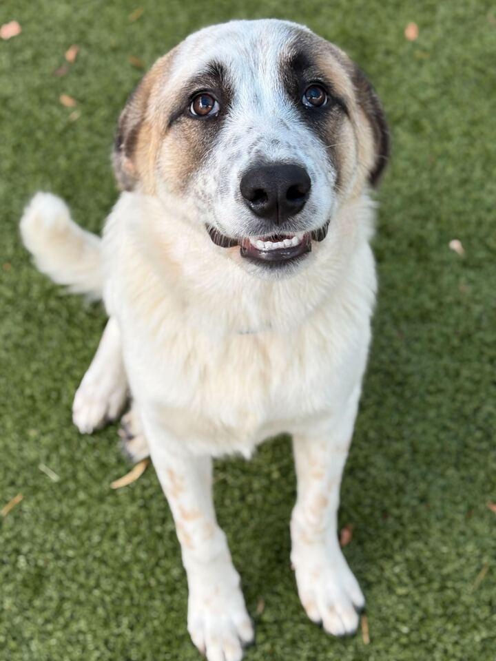 Frosty, a Adoptable Great Pyrenees in Croydon, NH image 3/3