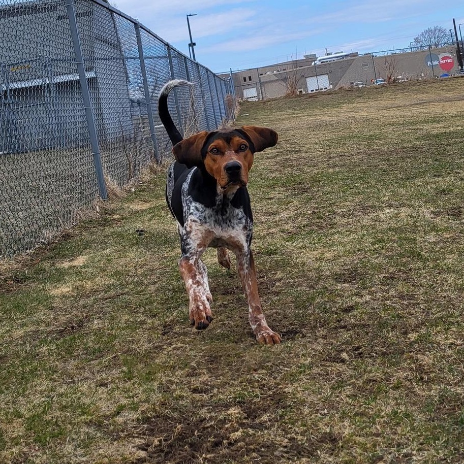 Edward, an adoptable Bluetick Coonhound in Chilton, WI, 53014 | Photo Image 1