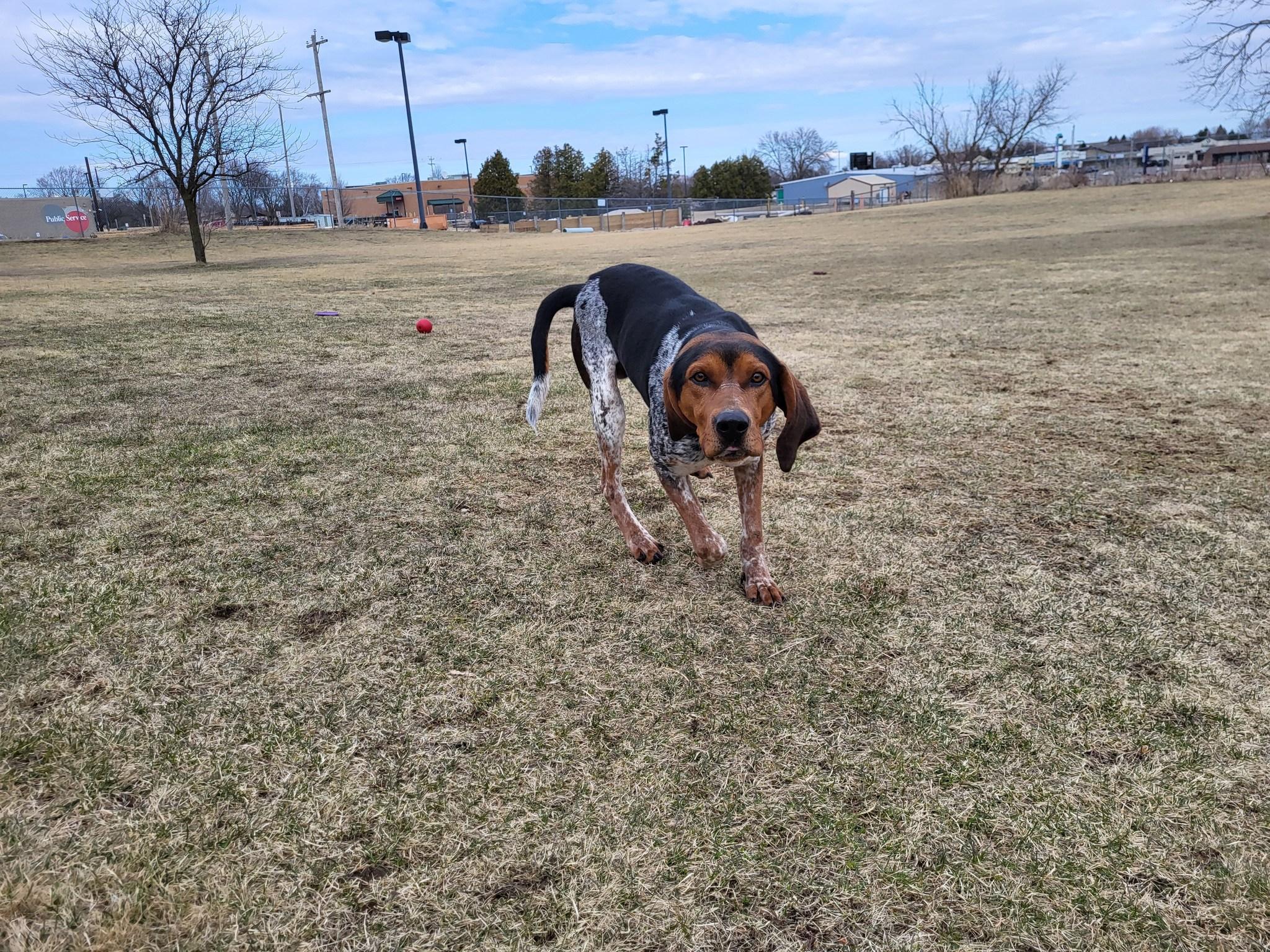 Edward, an adoptable Bluetick Coonhound in Chilton, WI, 53014 | Photo Image 2