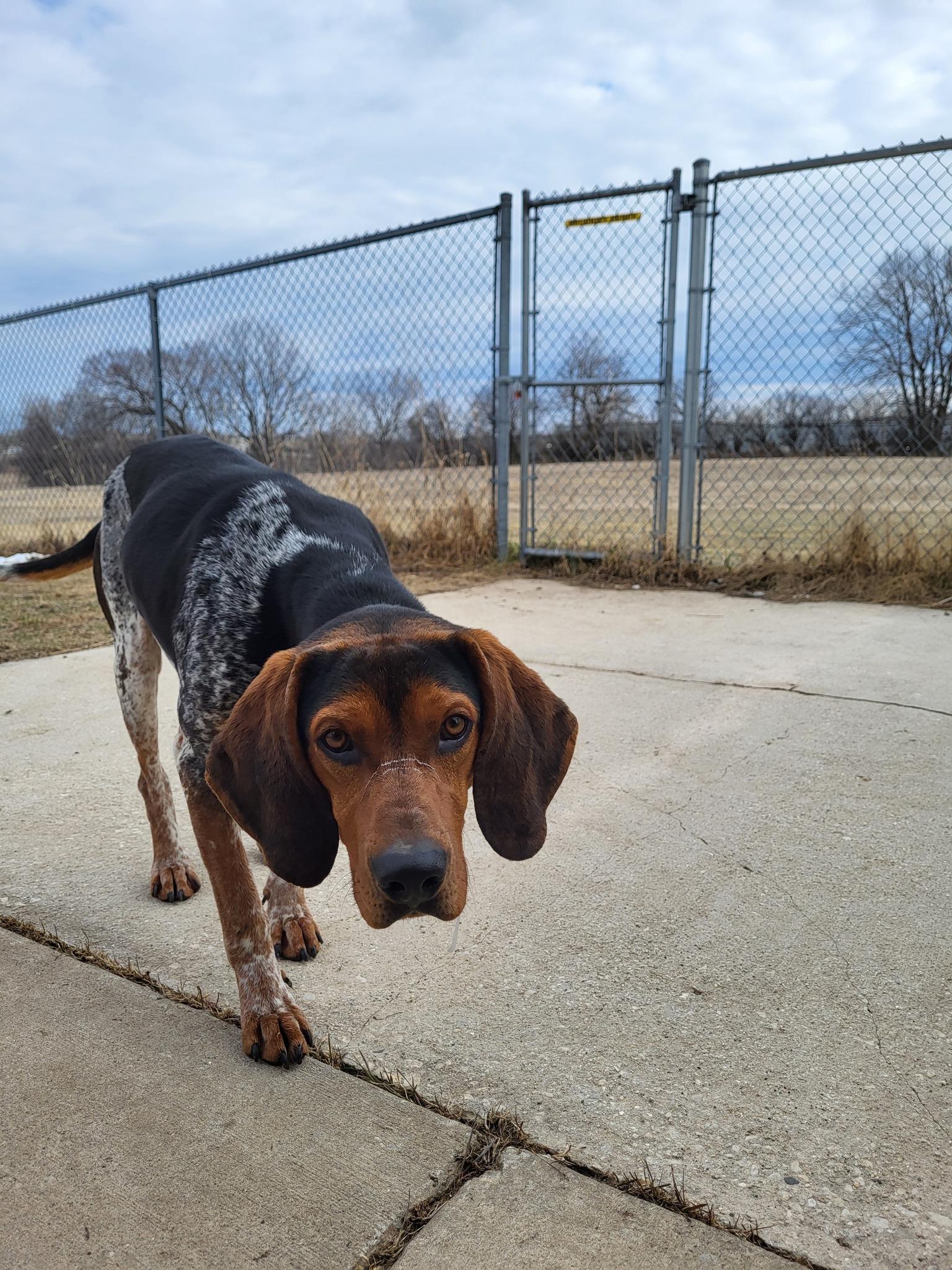 Edward, an adoptable Bluetick Coonhound in Chilton, WI, 53014 | Photo Image 5