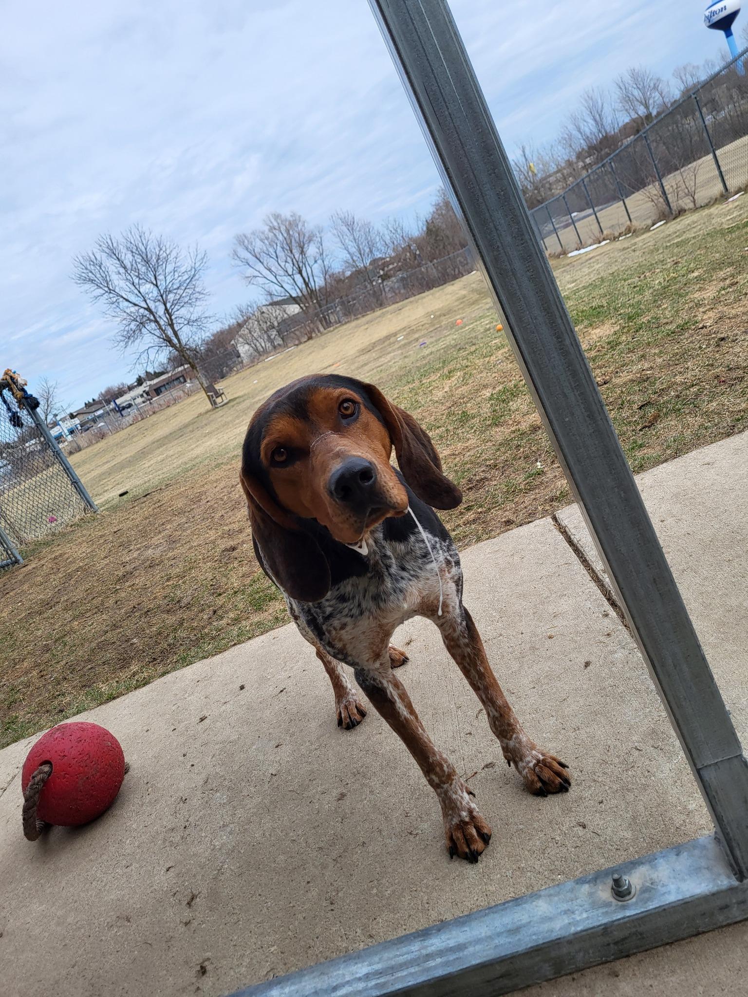 Edward, an adoptable Bluetick Coonhound in Chilton, WI, 53014 | Photo Image 4