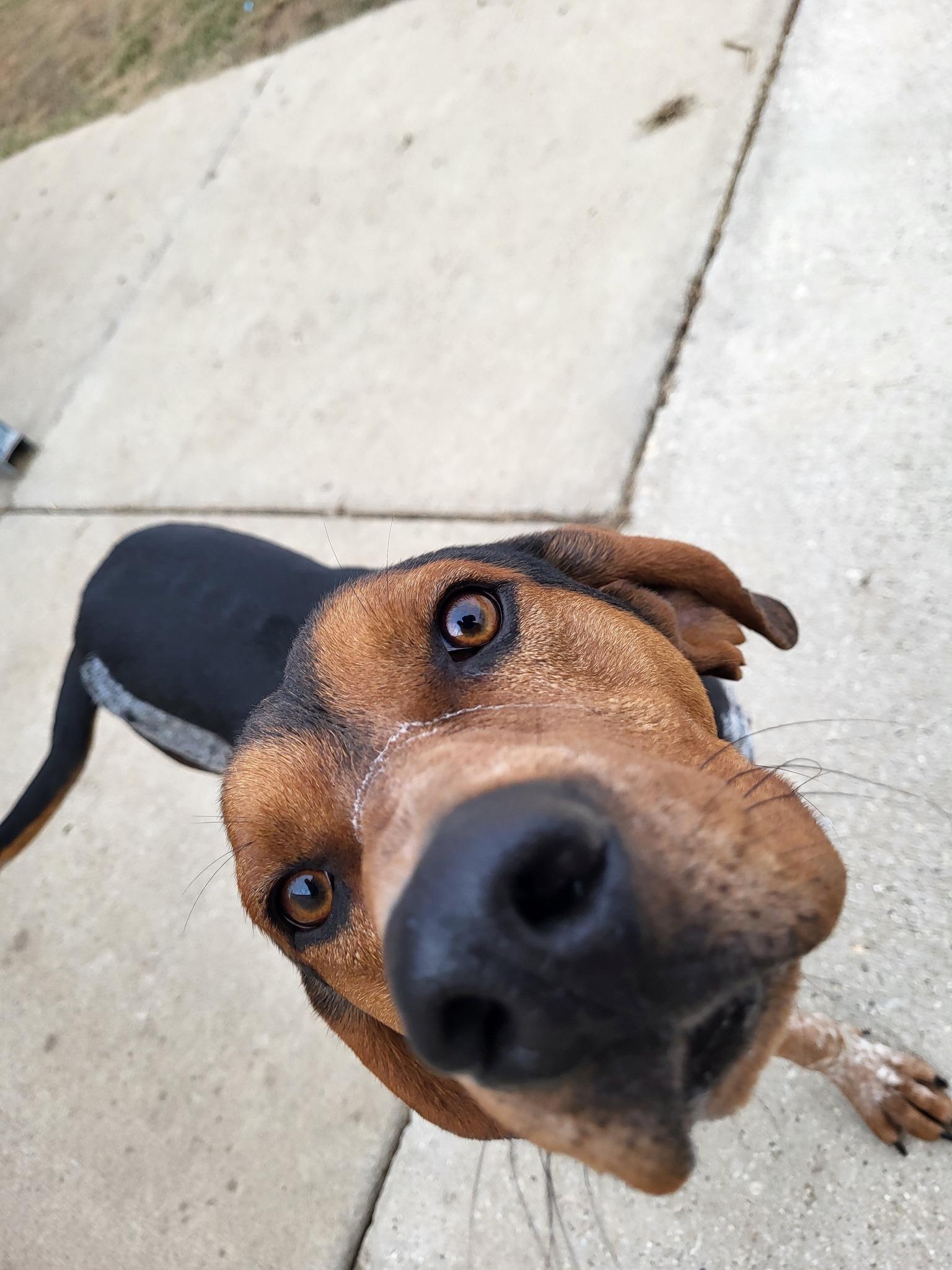 Edward, an adoptable Bluetick Coonhound in Chilton, WI, 53014 | Photo Image 3
