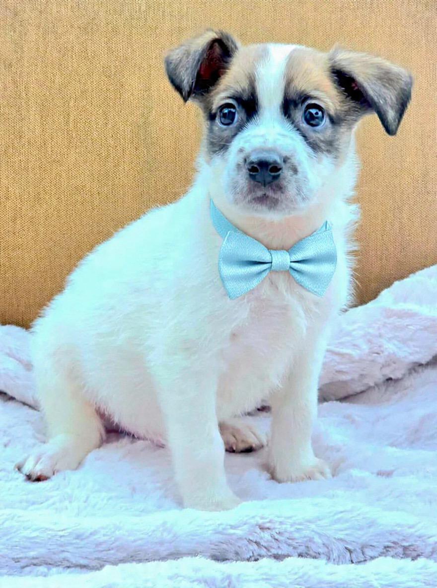 Enlarge Robby, a ADOPTABLE mixed breed in Corona Del Mar, CA image 1/1