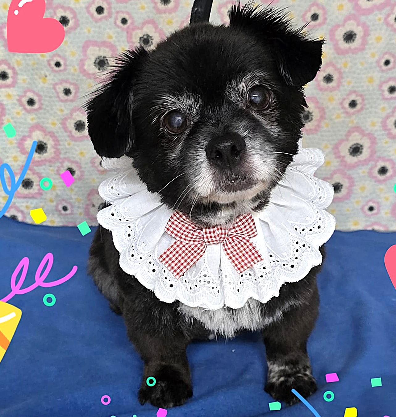 Zoey (13 lbs), ADOPTABLE, Senior Female Chihuahua.