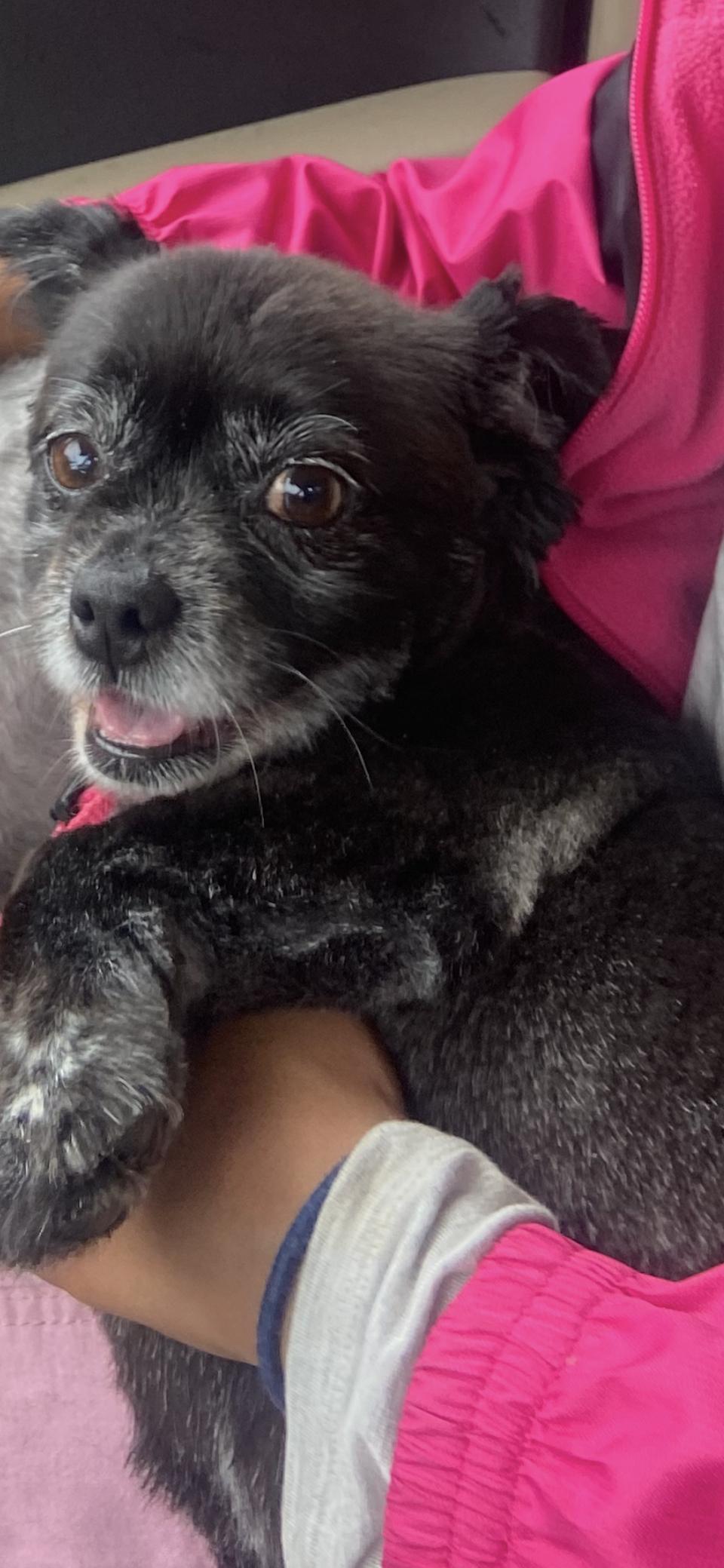 Enlarge Zoey (13 lbs), a ADOPTABLE mixed breed in Mississauga, ON image 2/6