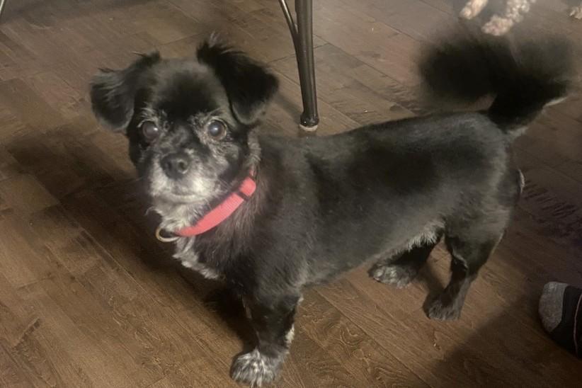 Enlarge Zoey (13 lbs), a ADOPTABLE mixed breed in Mississauga, ON image 5/6