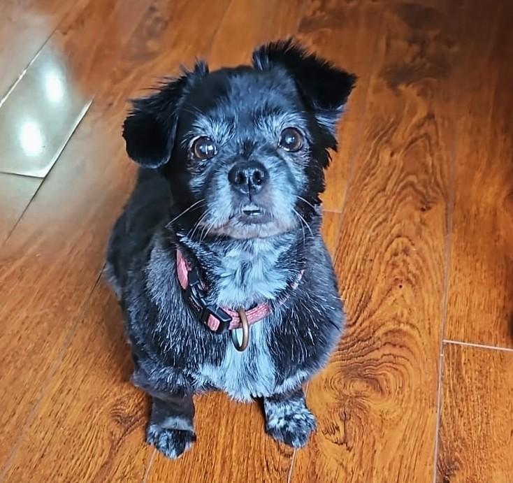 Enlarge Zoey (13 lbs), a ADOPTABLE mixed breed in Mississauga, ON image 4/6