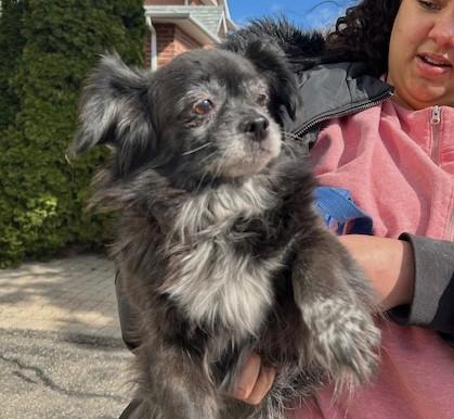 Enlarge Zoey (13 lbs), a ADOPTABLE mixed breed in Mississauga, ON image 3/6