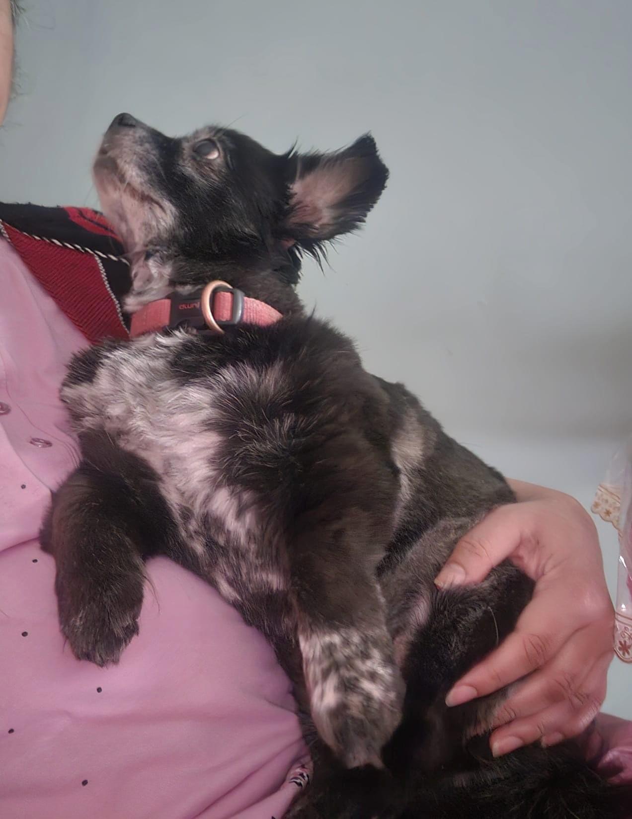 Enlarge Zoey (13 lbs), a ADOPTABLE mixed breed in Mississauga, ON image 6/6