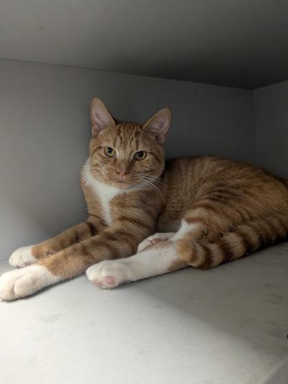 Enlarge Cashew, a Adoptable mixed breed in Louisburg, NC image 1/1