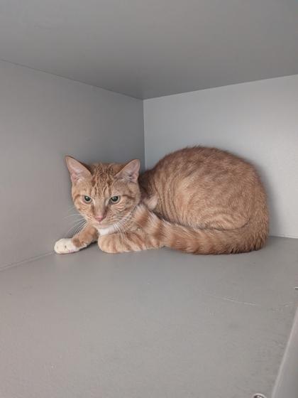 Enlarge Cashew, a Adoptable mixed breed in Louisburg, NC image 1/1