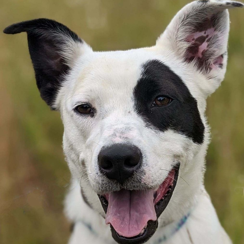 Linden Brooklyn (CONC-A-86), a Adoptable Mixed Breed in Concord, NC image 2/4