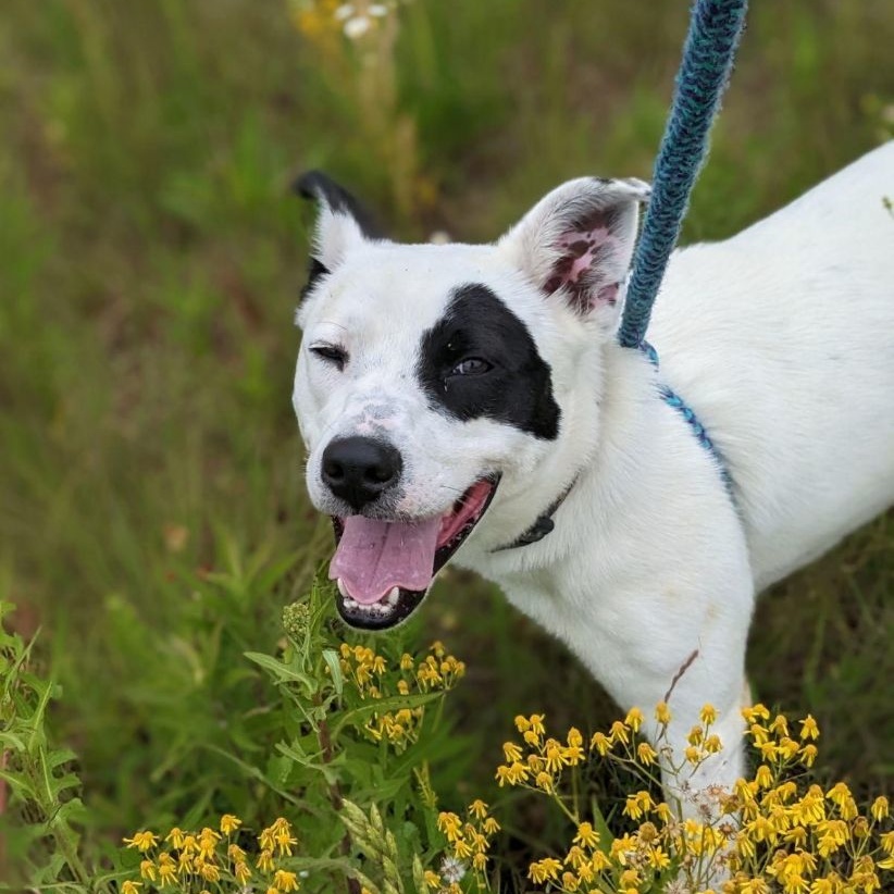 Linden Brooklyn (CONC-A-86), a Adoptable Mixed Breed in Concord, NC image 3/4