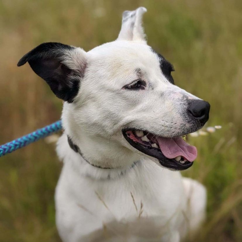 Linden Brooklyn (CONC-A-86), a Adoptable Mixed Breed in Concord, NC image 4/4