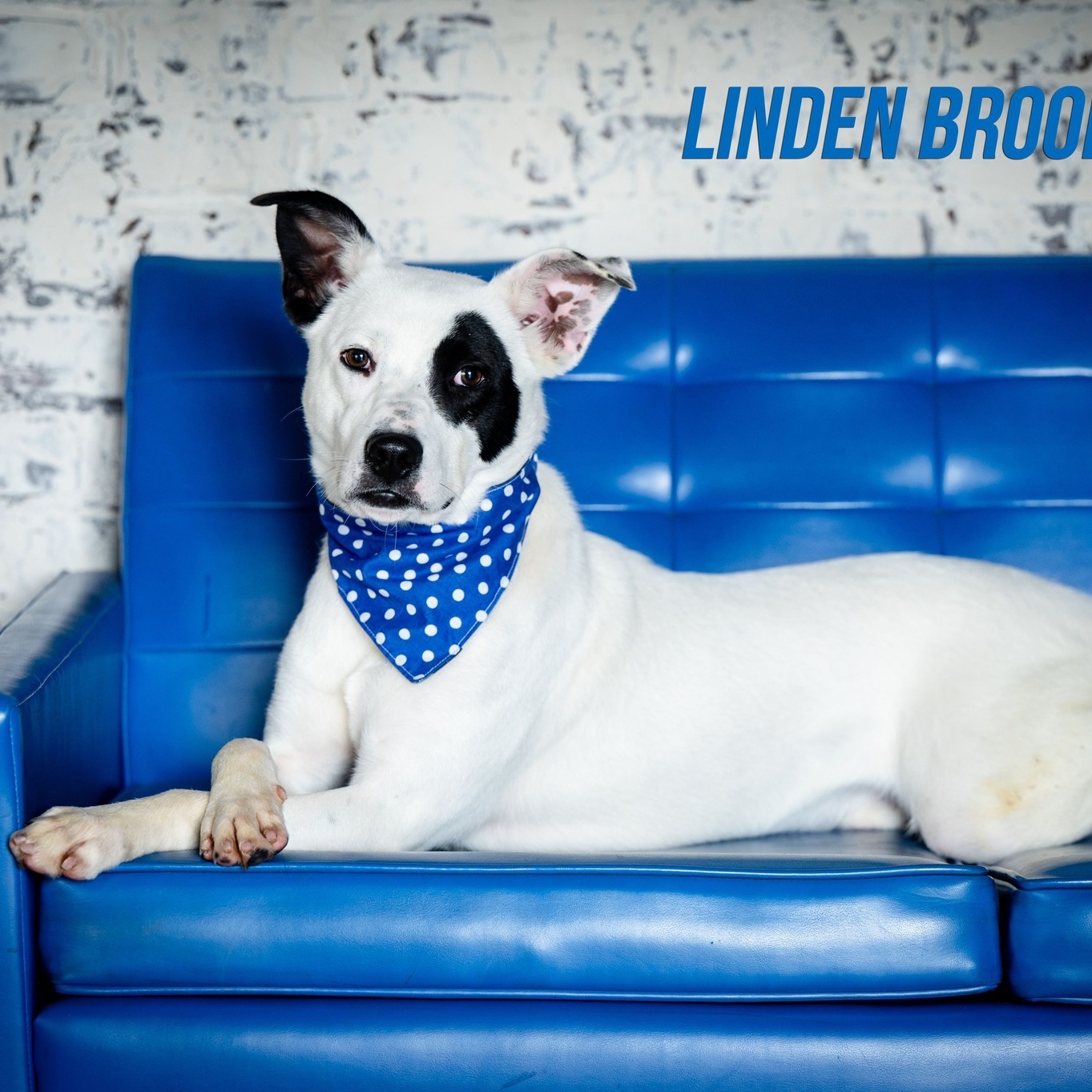 Linden Brooklyn (CONC-A-86), a Adoptable Mixed Breed in Concord, NC image 1/4