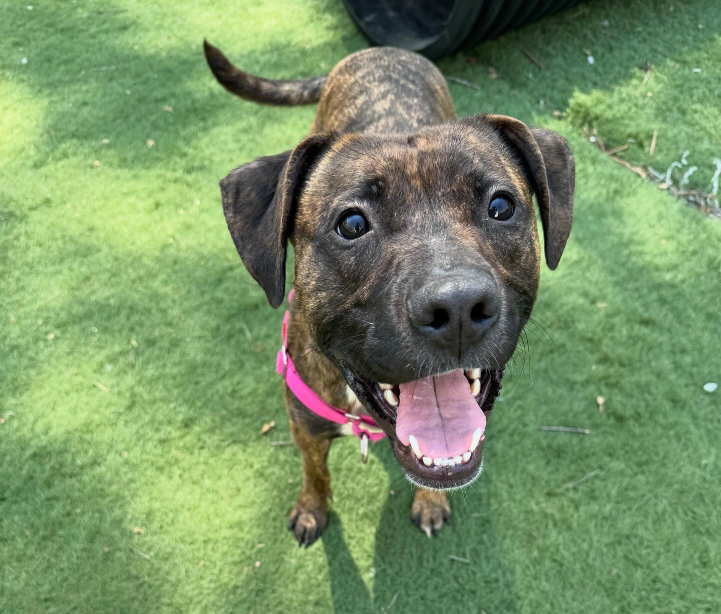 Enlarge Fitzy, a Adoptable Mixed Breed in Durham, NC image 1/3