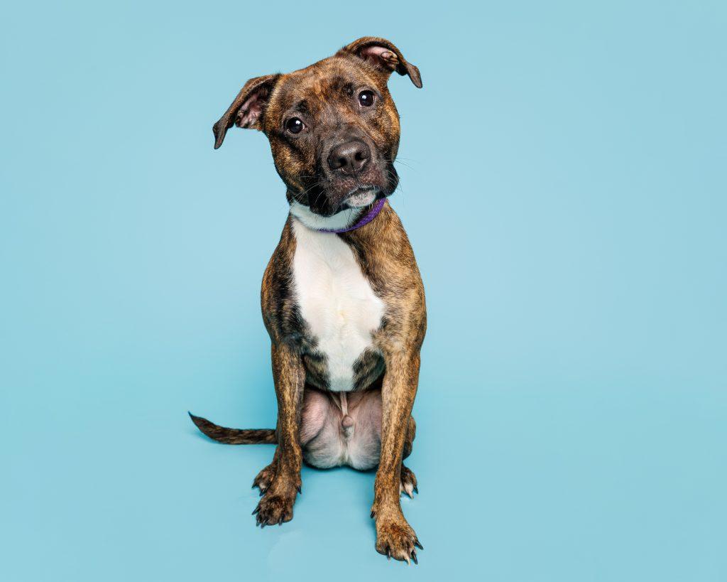 Enlarge Fitzy, a Adoptable Mixed Breed in Durham, NC image 2/3