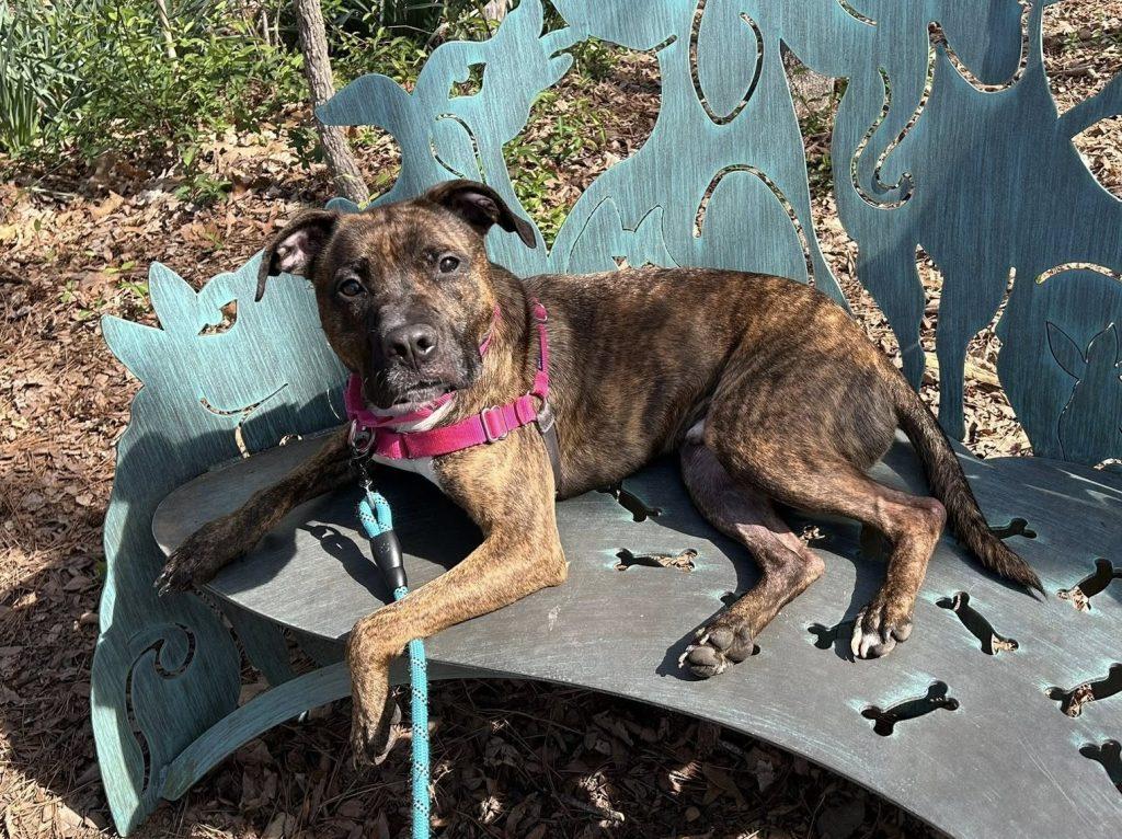 Enlarge Fitzy, a Adoptable Mixed Breed in Durham, NC image 3/3