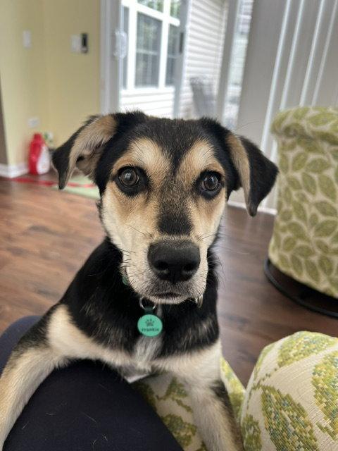 Enlarge Frankie/Olaf, a Adoptable mixed breed in Elgin, IL image 1/3