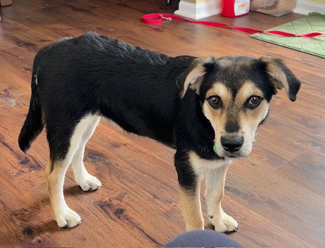Enlarge Frankie/Olaf, a Adoptable mixed breed in Elgin, IL image 2/3
