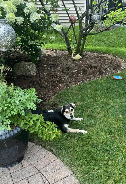 Enlarge Frankie/Olaf, a Adoptable mixed breed in Elgin, IL image 3/3