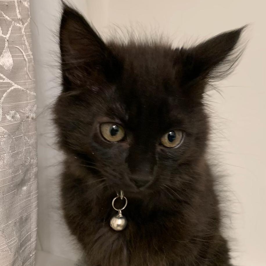 Enlarge Paul, a ADOPTABLE Domestic Long Hair in Pasco, WA image 3/3