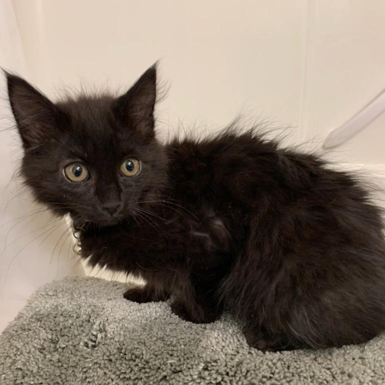 Enlarge Paul, a ADOPTABLE Domestic Long Hair in Pasco, WA image 2/3