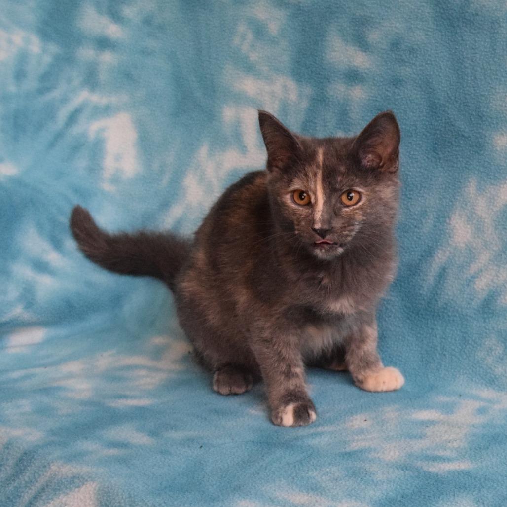 Enlarge Ming Ming, a Adoptable Domestic Short Hair in Eureka, CA image 1/3