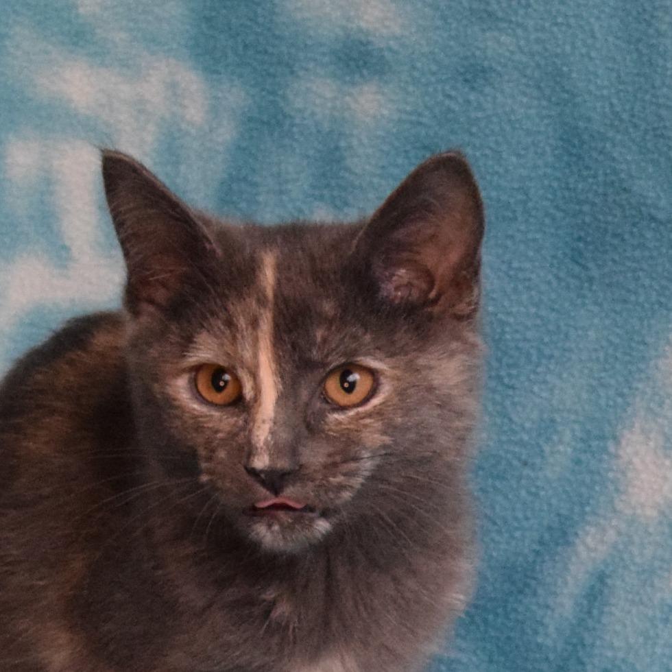 Enlarge Ming Ming, a Adoptable Domestic Short Hair in Eureka, CA image 2/3