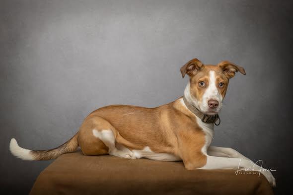 Enlarge Honey, an adopted Mixed Breed in Cullman, AL image 3/3