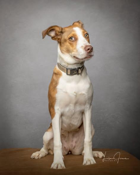 Enlarge Honey, an adopted Mixed Breed in Cullman, AL image 2/3