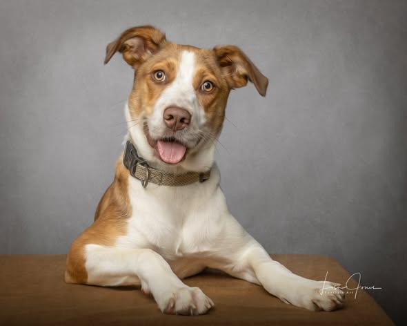 Honey, adopted, Young Female Mixed Breed.