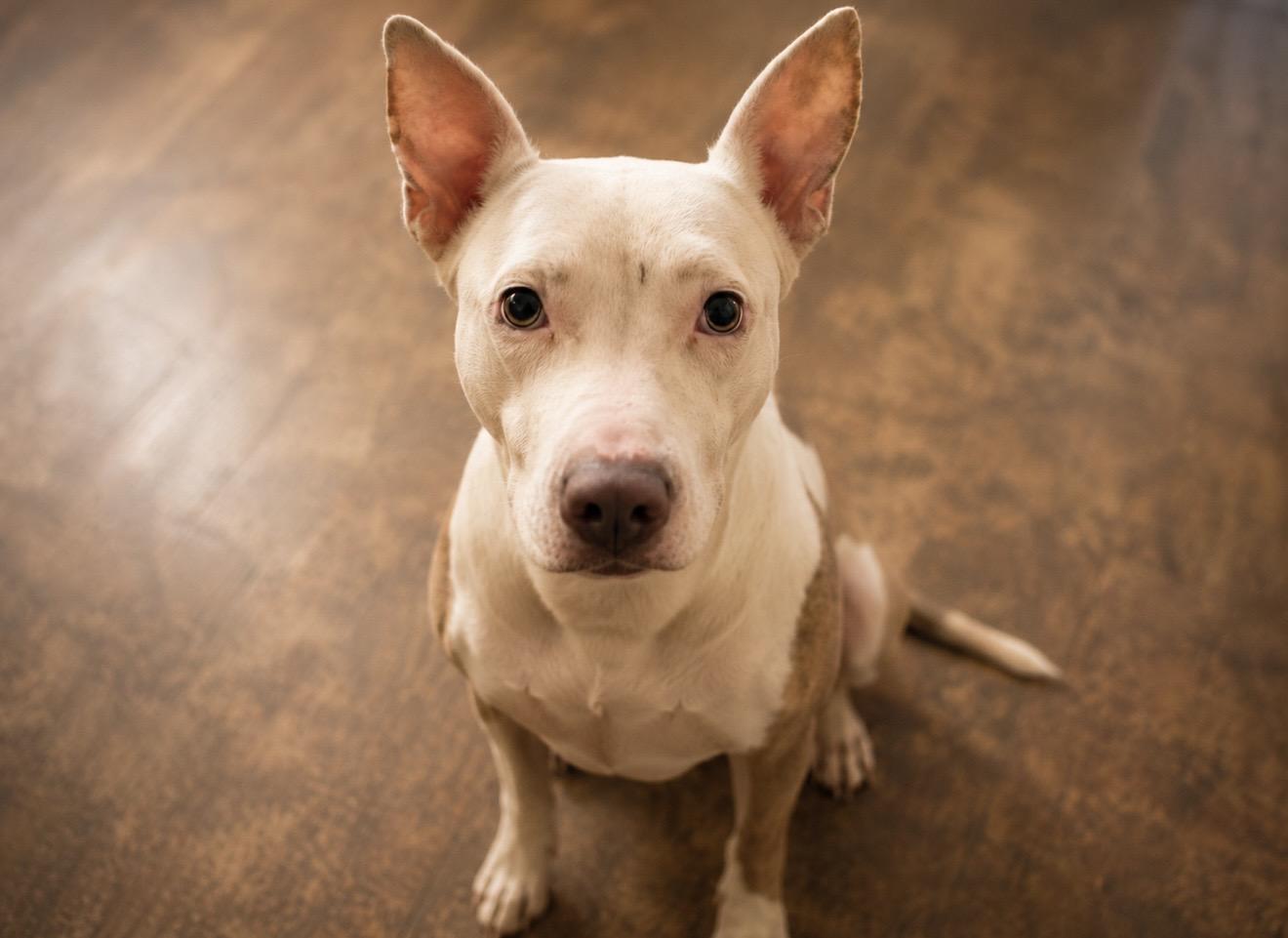 Enlarge FIONA (HTX), a ADOPTABLE mixed breed in Spring, TX image 1/1