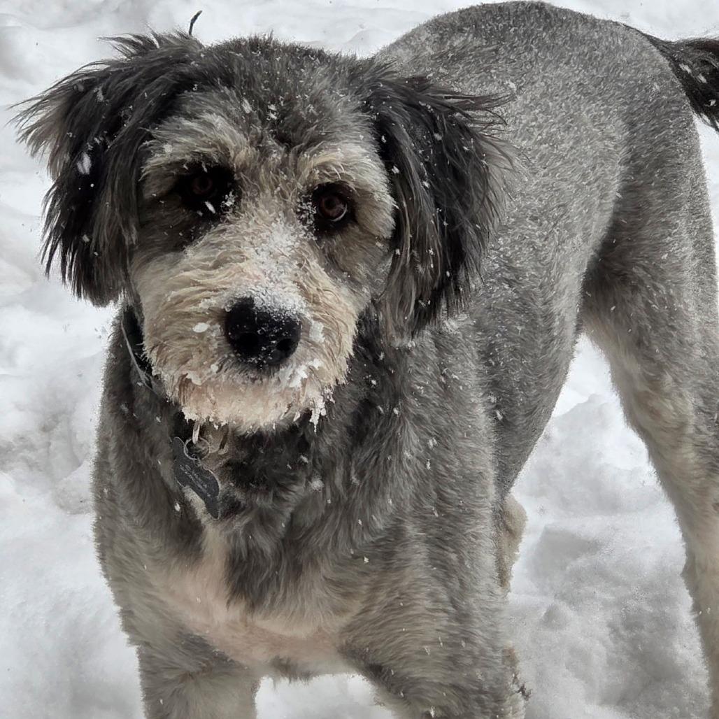 Enlarge CT Murphy, a Adoptable mixed breed in Eastford, CT image 2/6