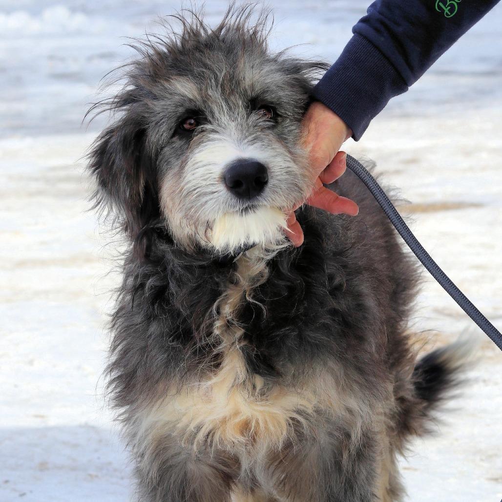 Enlarge CT Murphy, a Adoptable mixed breed in Eastford, CT image 5/6
