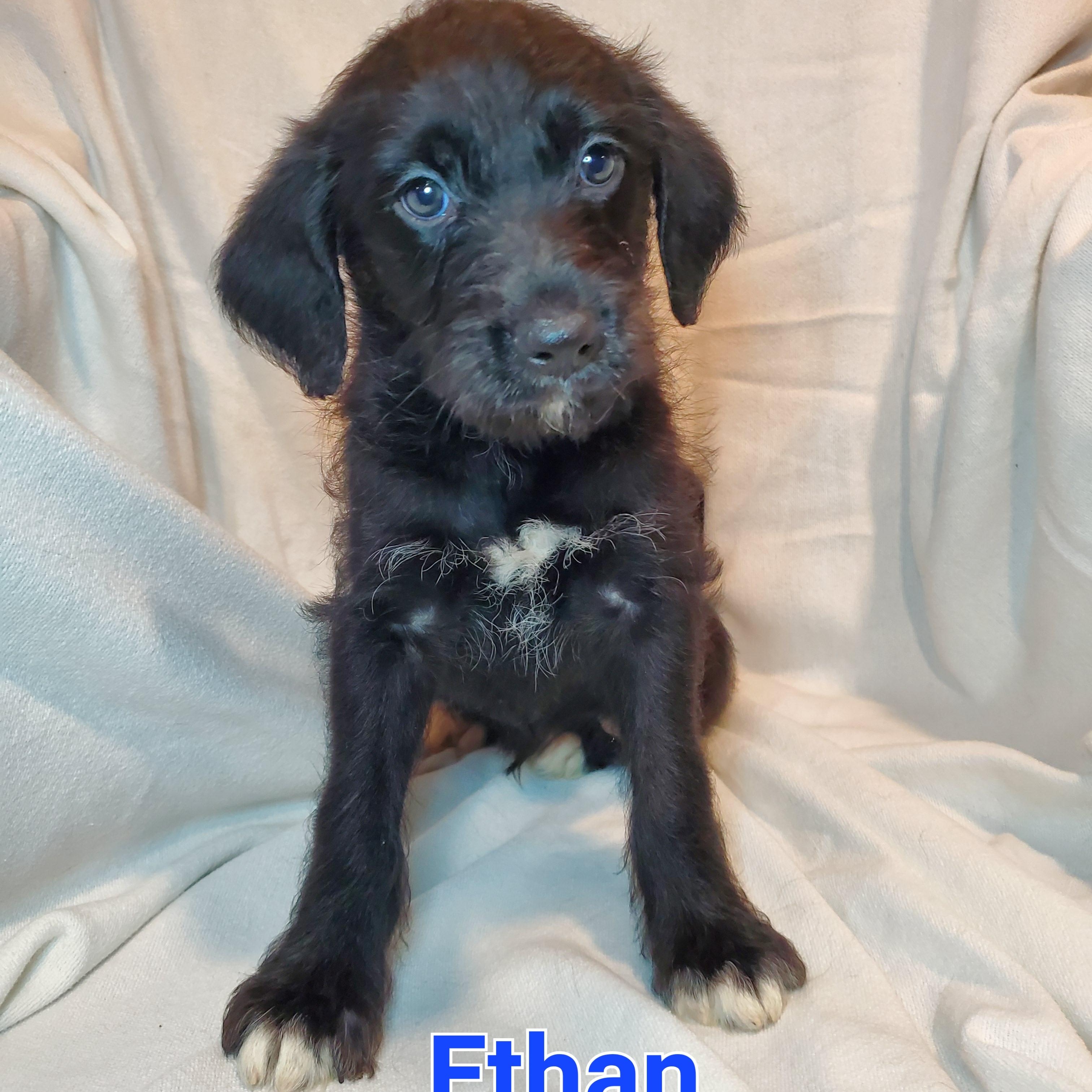 Enlarge Ethan, a Adoptable mixed breed in Blairstown, NJ image 1/4