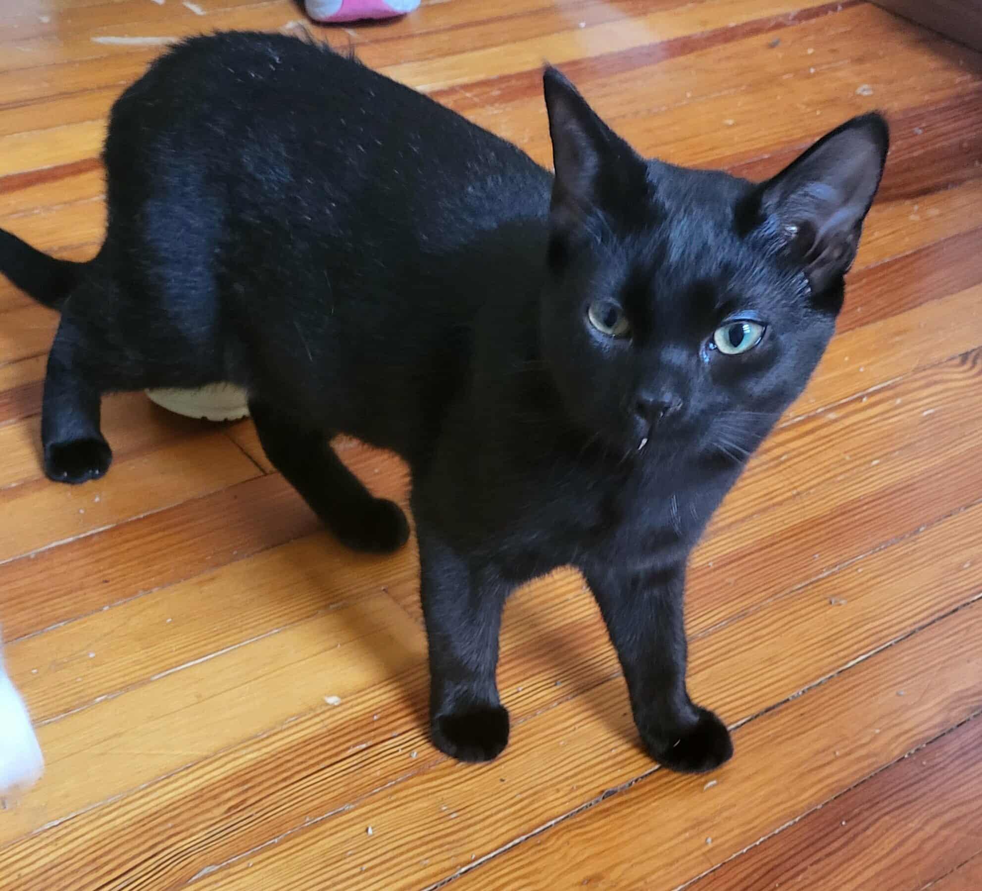 Tulip, Adoptable, Kitten Female Domestic Short Hair.