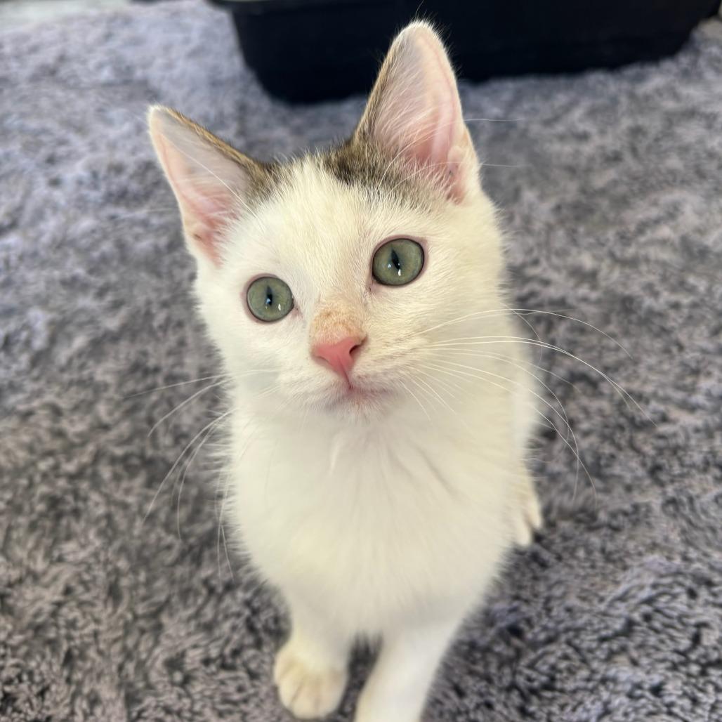 Mola Mola, adopted, Young Male Domestic Short Hair.