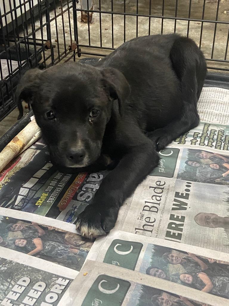 Popper, Adoptable, Puppy Male Labrador Retriever.