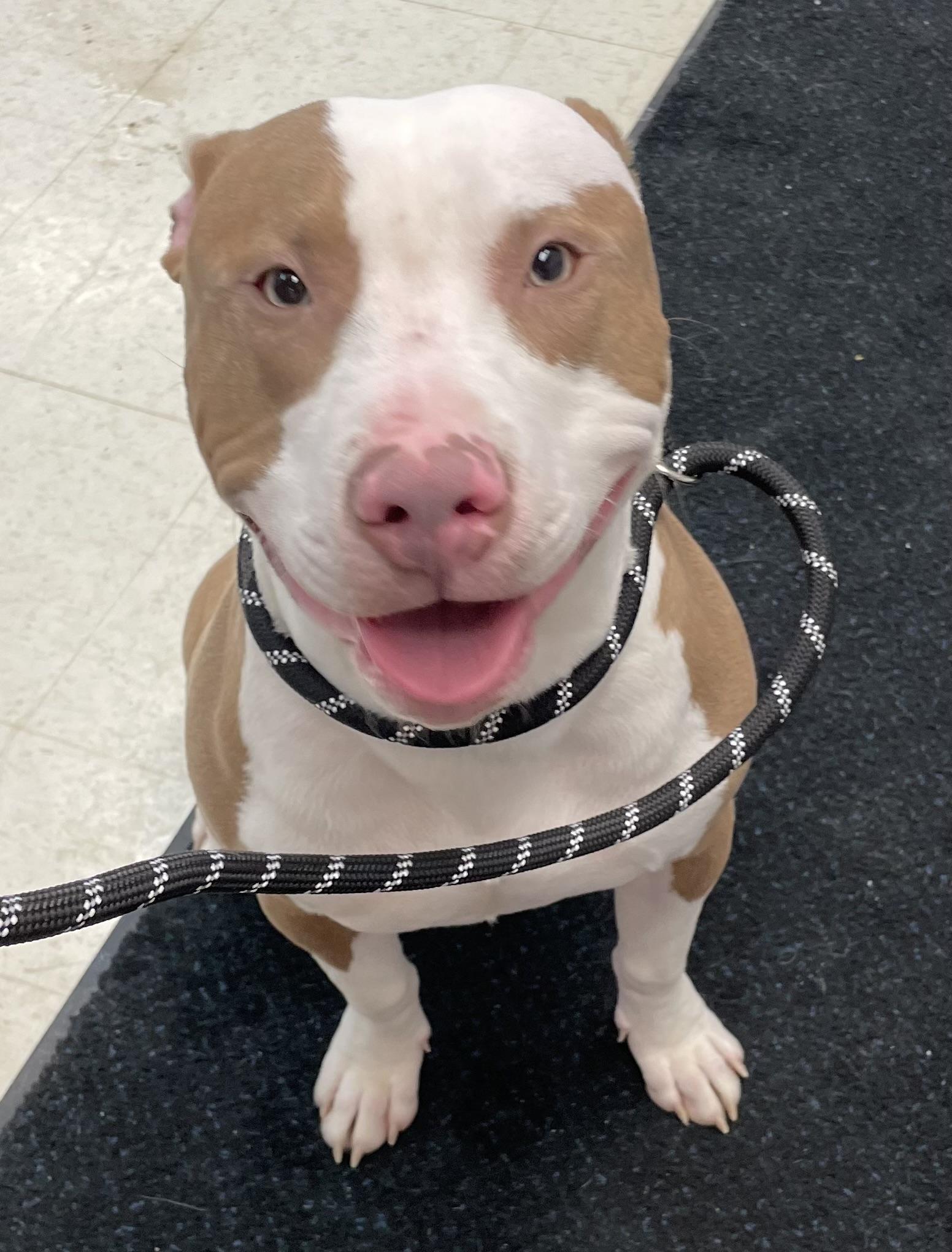 Enlarge Chip AVAILABLE , a ADOPTABLE mixed breed in Canton, OH image 4/5